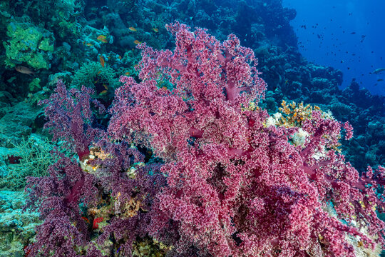 Egypt, Sharm El Sheikh, Dendronephthya soft corals