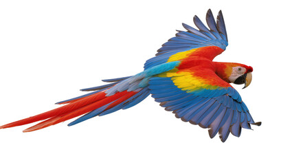 Fototapeta premium Scarlet Macaw parrot flying with colorful wings spread