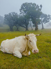 Naklejka premium A white cow lying down on a green grassy hill surrounded by mystical fog and ancient laurel trees in Fanal, Madeira.