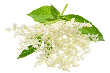 Obraz premium Fresh white elderberry blossom with elderberry green leaves isolated on a white background. Herbal medicinal tea ingredient.