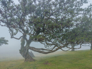 Naklejka premium A majestic ancient twisted laurel tree standing in a green field covered with dense white fog in Fanal Forest, Madeira.