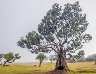 Naklejka premium A majestic ancient twisted laurel tree standing in a green field covered with dense white fog in Fanal Forest, Madeira.
