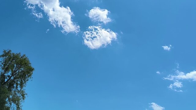 Fluffy white clouds drift across a vibrant blue sky framed by green tree tops. This peaceful summer footage provides an optimistic background for weather projects