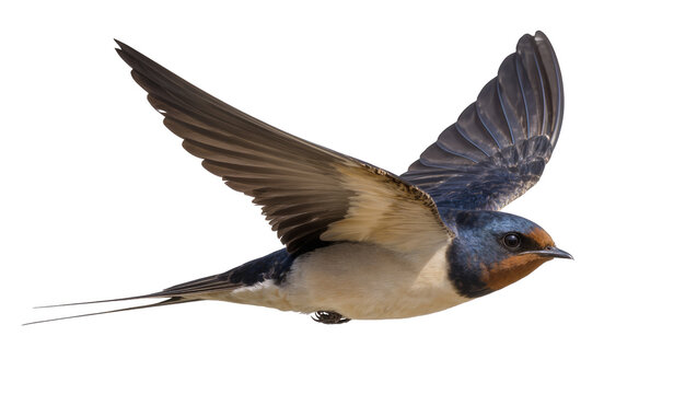 Barn swallow bird in flight with wings spread