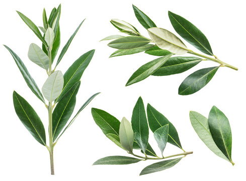 A set of fresh olive tree leaves isolated on a white background. Green olive leaves