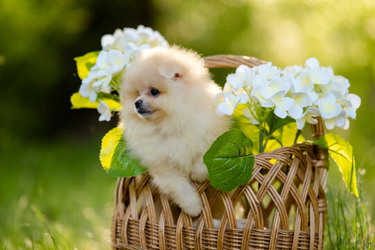 Cute cream Pomeranian spitz puppy inside a wicker basket with white flowers in a summer garden.