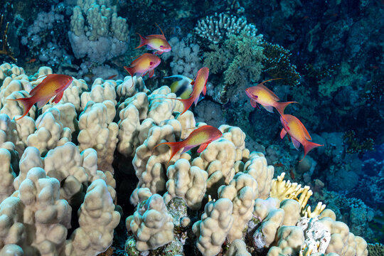 Egypt, Sharm El Sheikh, Sea Goldie, Lyretail Anthias, Scalefin Anthias (Pseudanthias squamipinnis)