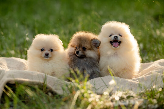 Three cute Pomeranian spitz puppies sitting together on a blanket on green grass in a summer park.