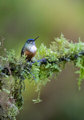 Obraz premium Female Violet-tailed Sylph Perched On Mossy Branch In Cloud Forest