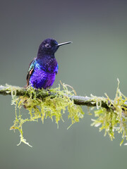 Obraz premium Male Velvet-purple Coronet Hummingbird Perched on Mossy Branch