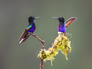 Obraz premium Pair of Velvet-purple Coronet Hummingbirds Interacting on Mossy Branch