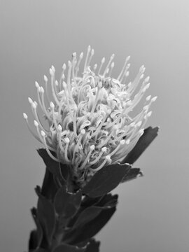 Fresh nutan flower in black and white colors