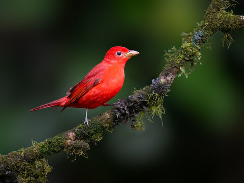 Male Hepatic Tanager Perched on Mossy Forest Branch