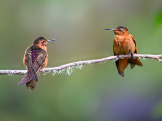 Obraz premium Two Shining Sunbeam Hummingbirds Perched on a Mossy Branch