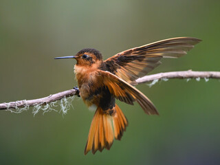 Obraz premium Shining Sunbeam Hummingbird Perched with Wings Spread on Branch