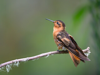 Obraz premium Shining Sunbeam Hummingbird Perched On Lichen Covered Branch