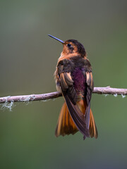 Obraz premium Shining Sunbeam Hummingbird Perched On Lichen Covered Branch