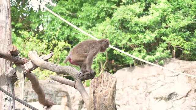Japanese macaque walking on logs.