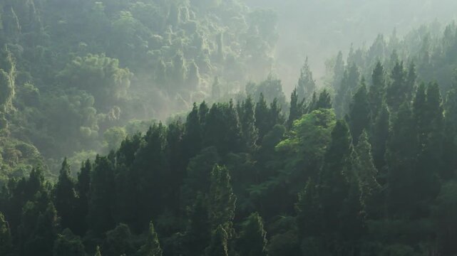 Aerial view of a dense misty forest with evergreen trees and soft morning light over the lush mountain landscape Sukabumi, West Java, Indonesia.