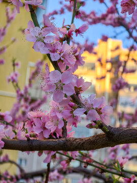Pink peach blossom on a tree branch with blurred city building in the background during spring
