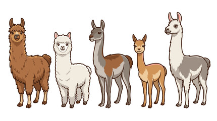 Obraz premium Cartoon alpaca llama and guanaco characters set on white