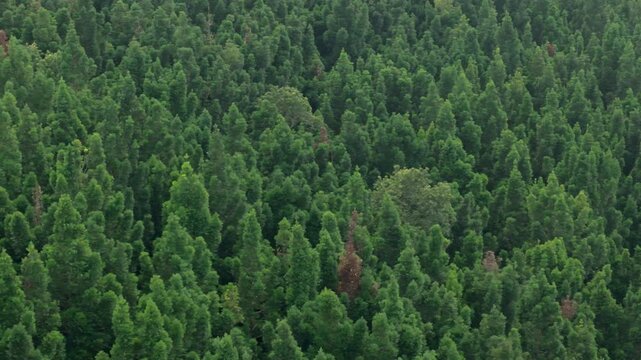 Aerial view of dense tropical forest with lush green canopy and scattered evergreen trees in Sukabumi, West Java, Indonesia.