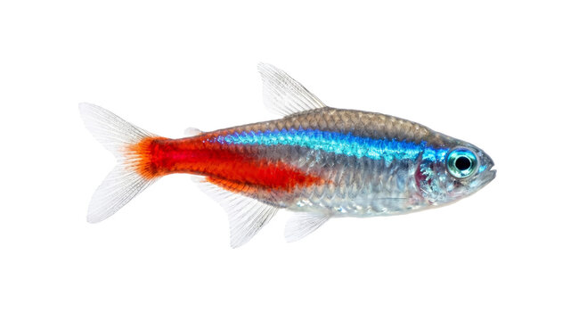Vibrant neon tetra swimming gracefully in aquatic environment