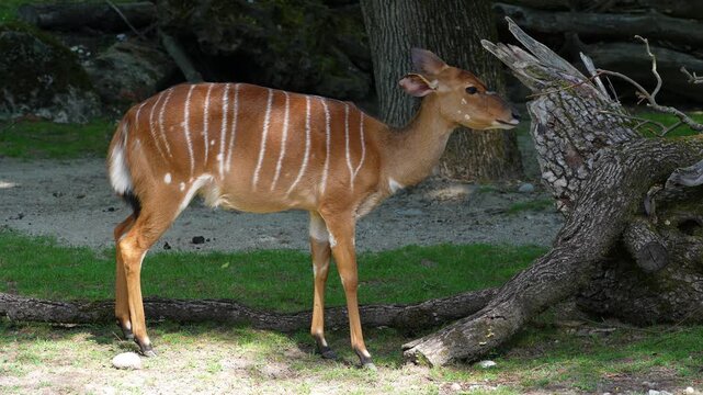 The nyala, Tragelaphus angasii is a spiral-horned antelope native to Southern Africa. It is a species of the family Bovidae and genus Nyala, also considered to be in the genus Tragelaphus. 