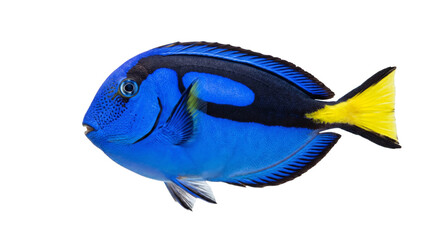 Vibrant blue tang fish with striking black and yellow markings swims gracefully © Sapphire
