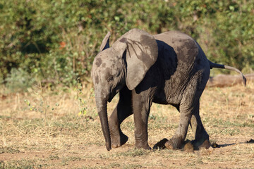 Fototapeta premium Afrikanischer Elefant / African elephant / Loxodonta africana