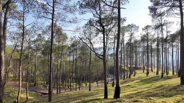 Scenic Winding Road Through Sunlit Pine Forest in Himalayan Mountains