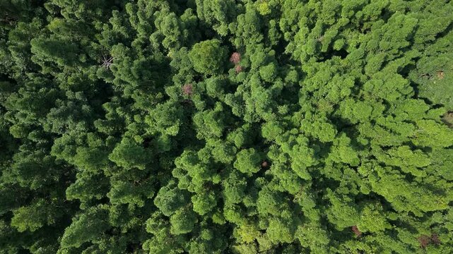 Aerial view of dense tropical forest canopy with lush green foliage and sunlight in Sukabumi, West Java, Indonesia.