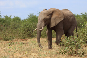 Fototapeta premium Afrikanischer Elefant / African elephant / Loxodonta africana