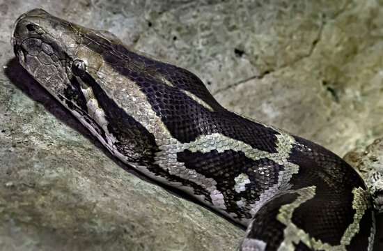 Indian rock python. Latin name - Python molurus