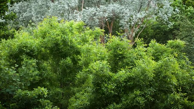 Strong wind makes the trees bend. A natural phenomenon. The onset of storms and storms.