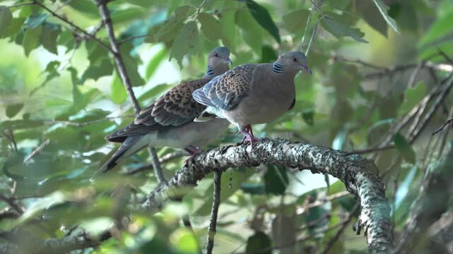 Pair of Oriental Turtle Doves Preening on Tree Branch in Forest