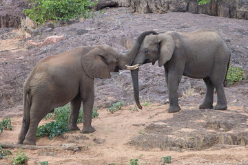Fototapeta premium Afrikanischer Elefant / African elephant / Loxodonta africana