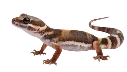 Fototapeta premium Brown and white banded gecko with large eyes