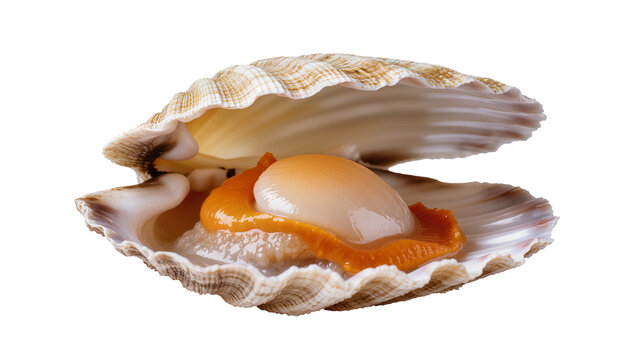 Fresh scallop with orange roe in open shell
