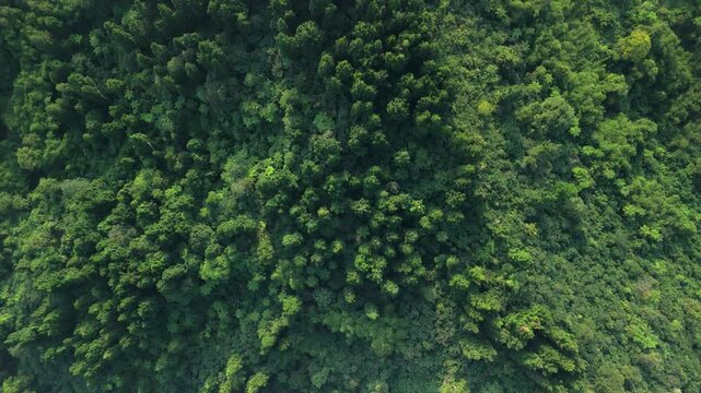 Aerial view of dense tropical forest canopy with lush green trees and thick vegetation in Sukabumi, West Java, Indonesia.