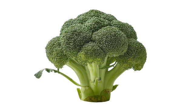 Fresh green broccoli head with thick stem and leaves