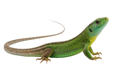 Fototapeta premium Green lizard with yellow throat and textured scales