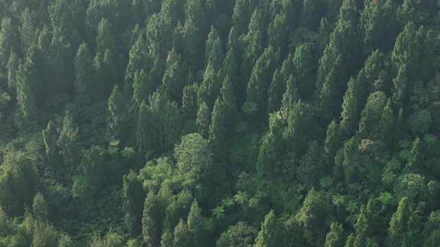 Aerial view of dense evergreen forest canopies under soft morning light in Sukabumi, West Java, Indonesia.