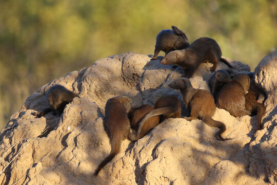 S&uuml;dliche Zwergmanguste auf Termitenh&uuml;gel / Dwarf mongoose at Termit's nest / Helogale parvula
