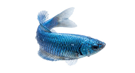 Vibrant blue Betta fish with water droplets on scales, isolated on white © Sapphire