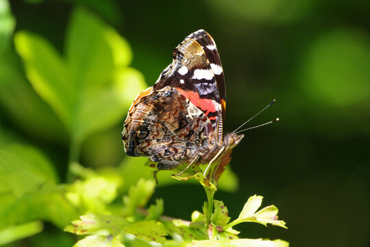 Close-up of a Red Admiral butterfly (Vanessa atalanta) with closed wings perched on green foliage