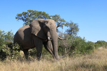 Obraz premium Afrikanischer Elefant / African elephant / Loxodonta africana