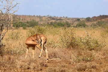 Naklejka premium Schwarzfersenantilope / Impala / Aepyceros melampus