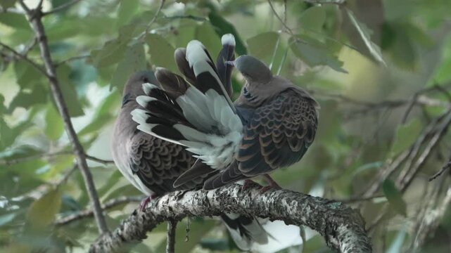 A pair of Oriental Turtle Doves perched on a tree branch in a natural forest habitat, showing resting and preening behavior among green leaves