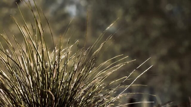 Sunlight shines on wet grass blades in early morning. Dew drops create small sparkles on the tips. The setting has a soft focus with blurred background elements visible.